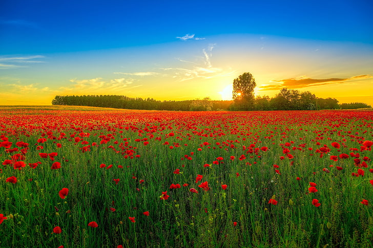 campo de amapolas rojas, amapolas, campo, floración, puesta de sol, nubes, Fondo de pantalla HD