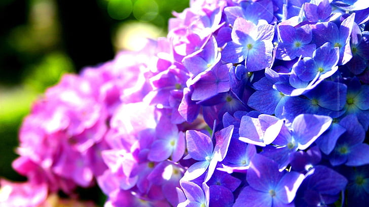 ดอกไฮเดรนเยียสีม่วงและสีน้ำเงินสีม่วงสีฟ้าไฮเดรนเยียดอกไม้, วอลล์เปเปอร์ HD