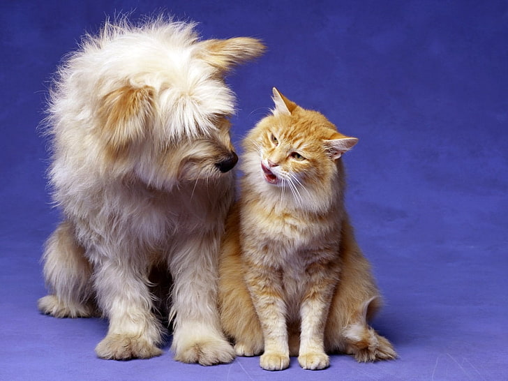 дълго покрито бяло куче и оранжева котка, котка, куче, пухкаво, игриво, приятели, HD тапет