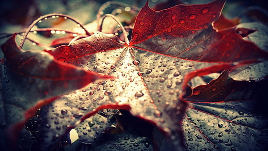 коричневый лист растения, крупный план кленовый лист, листья, роса, природа, кленовые листья, макро, капли воды, осень, HD обои HD wallpaper