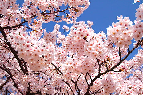 Kirschblüte Hintergrund, HD-Hintergrundbild HD wallpaper