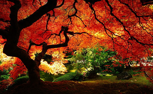 Красива есен, голямо червено дърво, сезони, есен, красива, дървета, японски клен, красива есен, HD тапет HD wallpaper