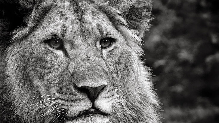 lion, beautiful, wild animal, black and white, monochrome, photo, look, HD wallpaper