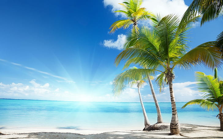 Palm Palm, di pantai, lautan, kelapa, alam, dan lanskap, Wallpaper HD