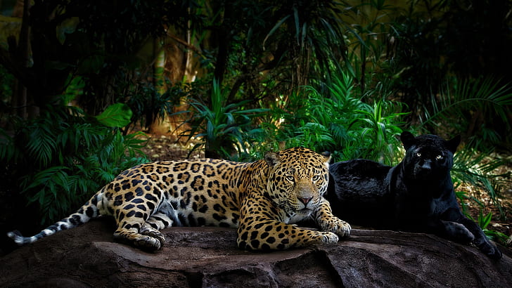 zielenie, spojrzenie, liście, światło, poza, ciemne tło, kamienie, palmy, zarośla, dwie łapy, pantera, dżungla, para, jaguar, dzikie koty, kłamstwo, przystojny, Tapety HD