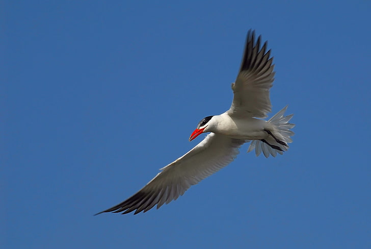 arctic tern, seagull, sky, flight, HD wallpaper