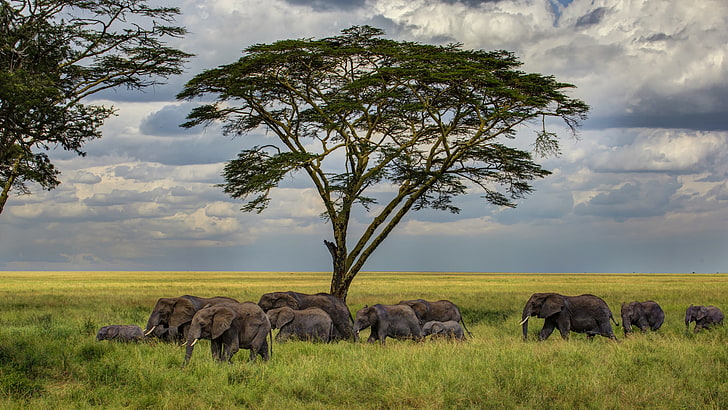 wildlife, grassland, savanna, elephants, africa, herd, elephant, safari, african elephant, plain, HD wallpaper