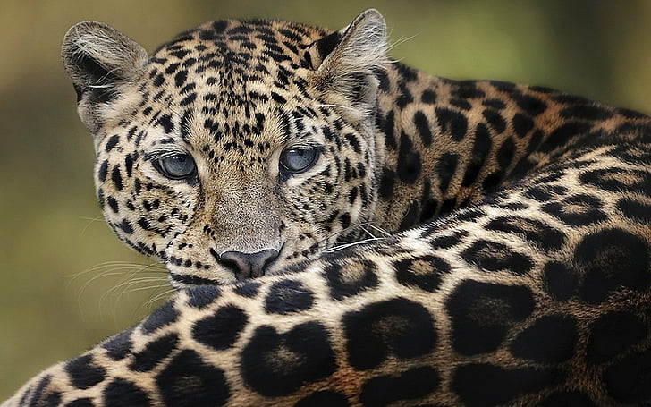 amur, animals, leopard, HD wallpaper