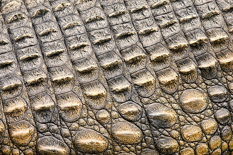 pele de crocodilo, couro, crocodilo, textura, pele, HD papel de parede HD wallpaper