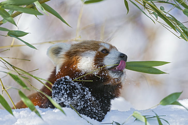 Red Panda, Firefox animal, © Tambako The Jaguar, red panda, language, winter, snow, bamboo, branch, firefox, HD wallpaper