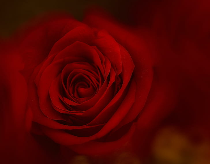 Cinta Gairah, romantis, gairah, cinta, mawar, 3d dan abstrak, Wallpaper HD