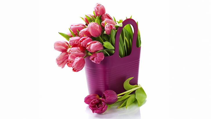 Lila frische Tulpen, Strauß Blumen, weißer Hintergrund, Lila, frisch, Tulpen, Strauß, Blumen, Weiß, Hintergrund, HD-Hintergrundbild