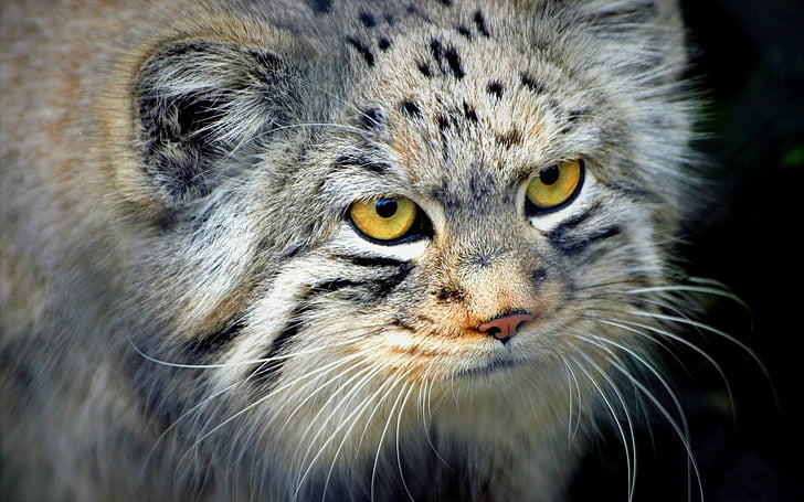 Gatos, Gato de Pallas, Animal, Gato grande, Cara, Vida selvagem, predador (Animal), HD papel de parede