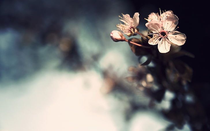fleur pétale blanche, fleurs, bokeh, plantes, macro, Fond d'écran HD