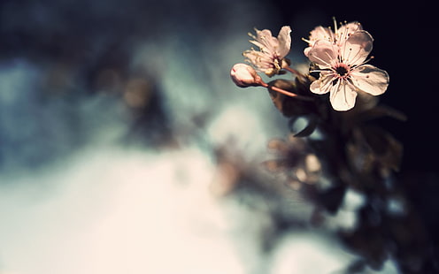 белый лепестковый цветок, цветы, боке, растения, макро, HD обои HD wallpaper