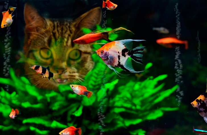 Fische, Fische, Algen, Aquarium, Katze, HD-Hintergrundbild