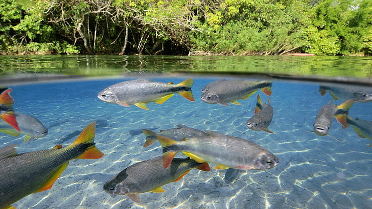 peces, animales, vista dividida, lago, Fondo de pantalla HD