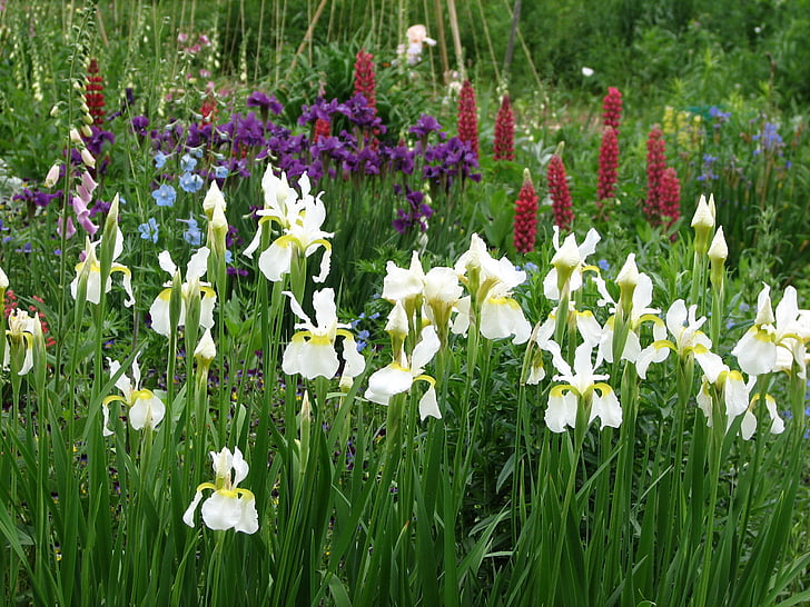 F JPG, Blume, Garten, HD-Hintergrundbild