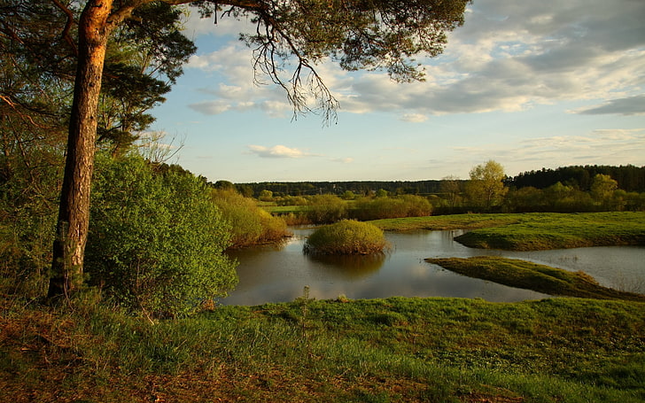 grüne Büsche, See, Küste, Büsche, Baum, Leere, HD-Hintergrundbild