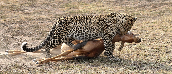 léopard marron, noir et beige, chat, léopard, chasse, antilope, carcasse, Fond d'écran HD