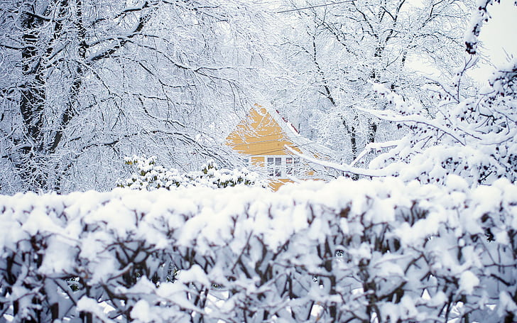 зима, сняг, дървета, къща, Норвегия, Осло, HD тапет