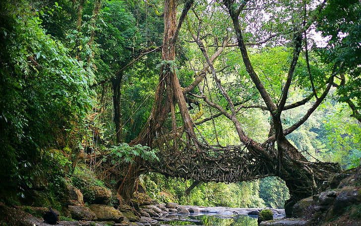 brun trädstam, natur, Indien, bro, flod, djungel, rötter, träd, Meghalaya, Shillong, rot, HD tapet