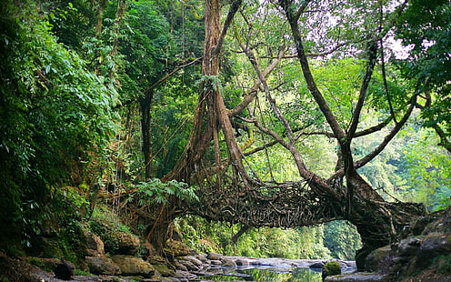 tronco de árvore marrom, natureza, Índia, ponte, rio, selva, raízes, árvores, Meghalaya, Shillong, raiz, HD papel de parede HD wallpaper