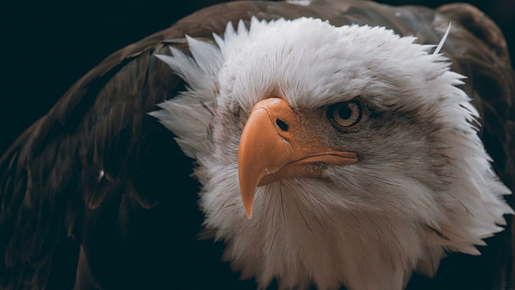 Bald Eagle Bird, bald, eagle, bird, HD wallpaper