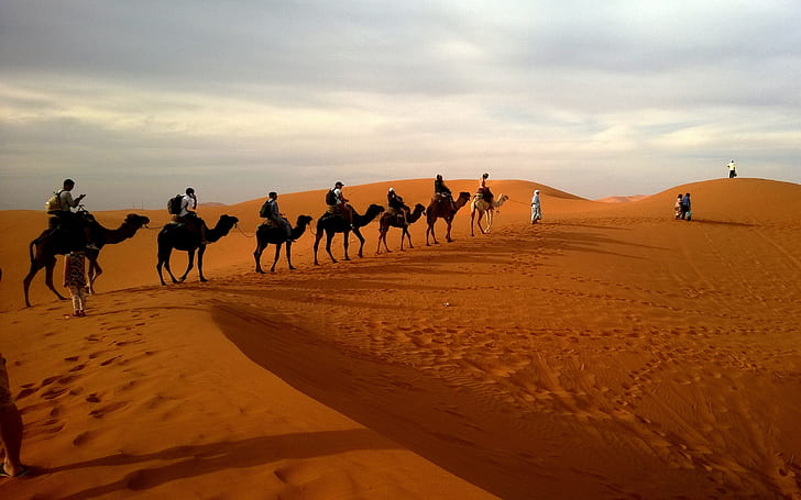 ラクダ、キャラバンの背景、砂漠、サファリ、砂丘、 HDデスクトップの壁紙