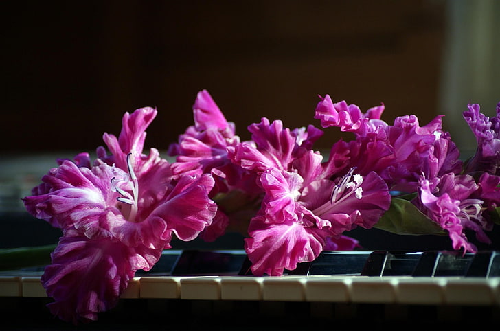 flores cor de rosa, gladíolo, rosa, piano, teclas, HD papel de parede