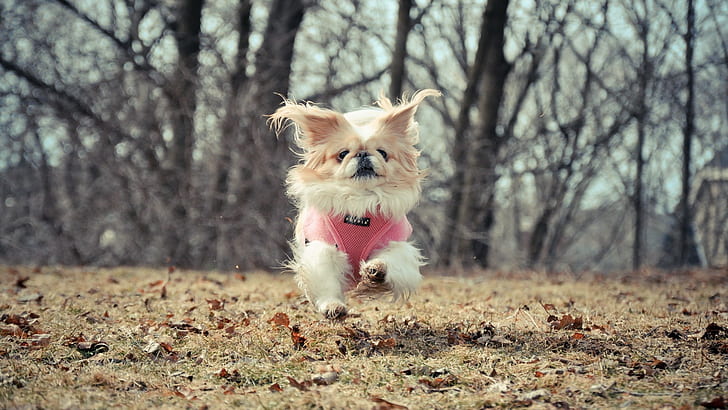 สุนัขวิ่งสัตว์, วอลล์เปเปอร์ HD