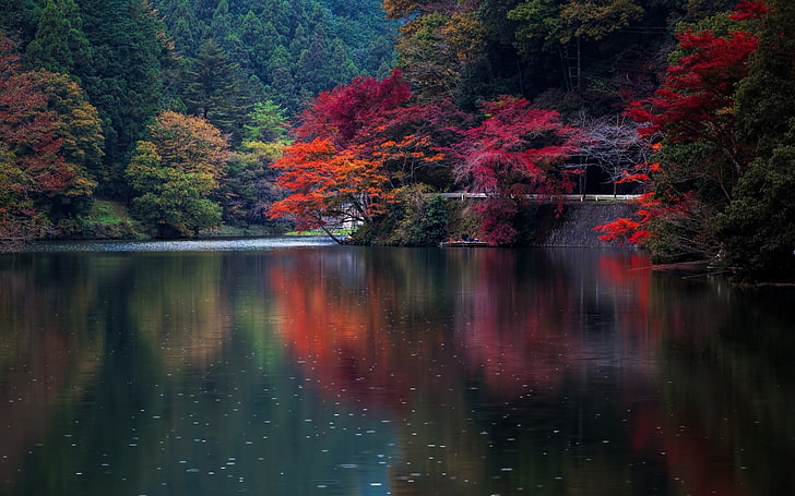 árvore de folhas alaranjadas, árvores de folha vermelha e laranja crescendo perto de corpo de água, natureza, outono, água, árvores, japão, colorido, HD papel de parede