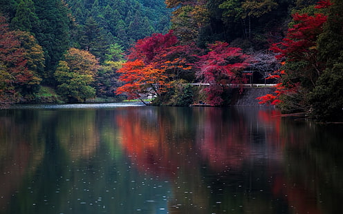 오렌지 잎이 많은 나무, 물, 자연가, 물, 나무, 일본, 화려한 몸 근처에서 성장하는 붉은 색과 오렌지색 잎 나무, HD 배경 화면 HD wallpaper