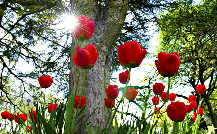 campo de tulipanes rojos, tulipanes, macizo de flores, sol, parque, árboles, Fondo de pantalla HD