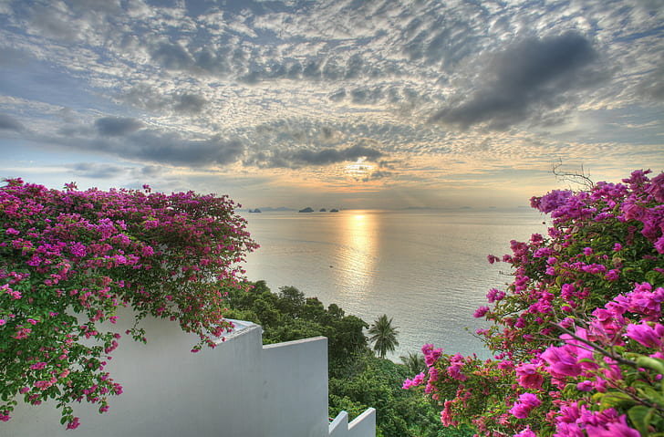 pink flowers near white painted wall leading to green leaf trees under cloudy sky, Sea, Siam Sunset, pink, flowers, white, painted, wall, green leaf, trees, cloudy, sky, Thailand, Koh Samui, Gulf of Siam, HDR, polarizing filter, calm, tranquil, coucher de soleil, bougainvillea, nature, summer, flower, outdoors, sunset, HD wallpaper