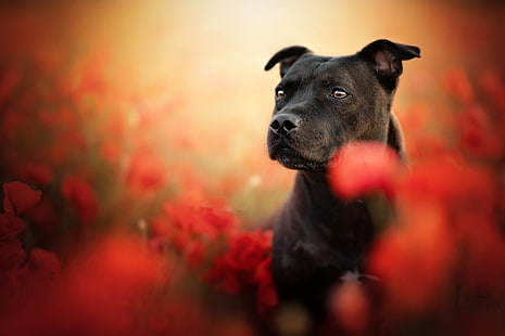 สุนัขบูลเทอร์เรียสุนัขสัตว์เลี้ยงงาดำ Staffordshire Bull Terrier ฤดูร้อน, วอลล์เปเปอร์ HD HD wallpaper