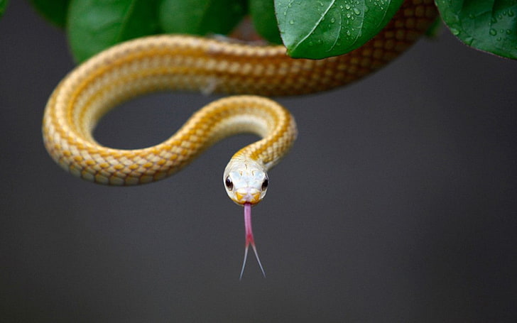 Lingua di serpente, serpente giallo e bianco, animali, serpente, lingua, Sfondo HD