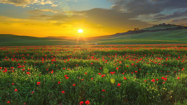 nature, landscape, far view, field, grass, plants, hills, clouds, sky, sunset, red flowers, poppies, Tuscany, Italy, HD wallpaper