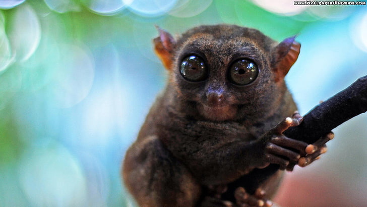 коричневый tarsier, животные, природа, живая природа, HD обои