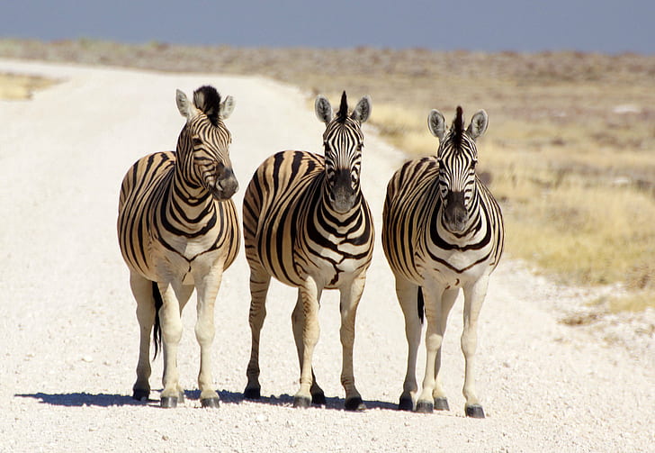 tiga zebra berjalan di jalan putih, namibia, namibia, NAMIBIA, zebra, berjalan di, jalan putih, Afrika, Südwest, Afrique, Afrika, sony, DSLR, Tamron, Alfa alfa, Heribert, foto, foto, flickr, fotografi, Reise,Safari, Toyota Hi-Lux, luar ruangan, Aoba, Etosha, Penginapan, suaka margasatwa, Schutzgebiet, parc, zebra, margasatwa, safari Hewan, hewan, alam, hewan In The Wild, mamalia, belang, suaka margasatwa, kawanan, Area hutan belantara,sabana, polos, Wallpaper HD