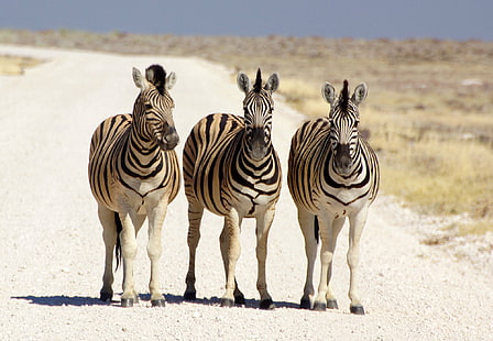 tiga zebra berjalan di jalan putih, namibia, namibia, NAMIBIA, zebra, berjalan di, jalan putih, Afrika, Südwest, Afrique, Afrika, sony, DSLR, Tamron, Alfa alfa, Heribert, foto, foto, flickr, fotografi, Reise,Safari, Toyota Hi-Lux, luar ruangan, Aoba, Etosha, Penginapan, suaka margasatwa, Schutzgebiet, parc, zebra, margasatwa, safari Hewan, hewan, alam, hewan In The Wild, mamalia, belang, suaka margasatwa, kawanan, Area hutan belantara,sabana, polos, Wallpaper HD HD wallpaper