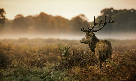 krajobraz, zwierzęta, ssaki, jelenie, Tapety HD HD wallpaper