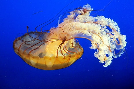 brown box jellyfish, brown box, box jellyfish, Vancouver, jellyfish, underwater, sea, animal, blue, wildlife, nature, tentacle, sea Life, swimming Animal, poisonous, HD wallpaper HD wallpaper