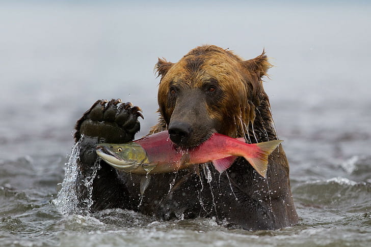 beruang, binatang, ikan, Wallpaper HD