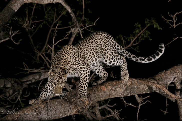 Leoparden, Tiere, Säugetiere, Großkatzen, HD-Hintergrundbild