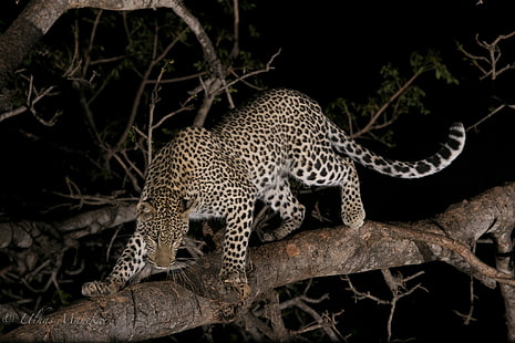 леопард, животные, млекопитающие, большие кошки, HD обои HD wallpaper