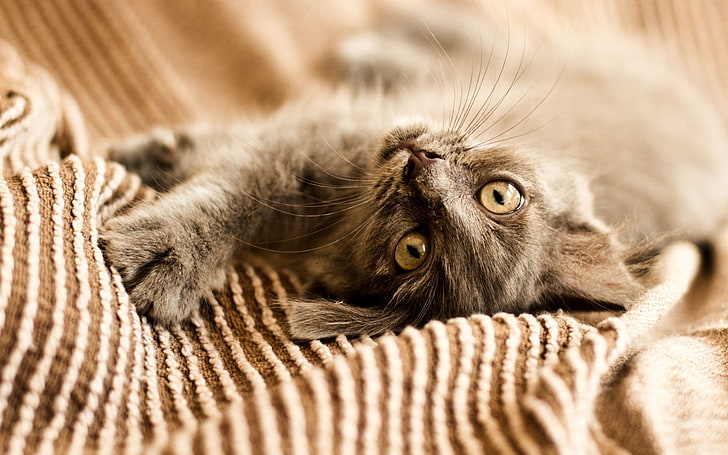 brown and black fur cat, cat, animals, upside down, looking at viewer, fabric, HD wallpaper