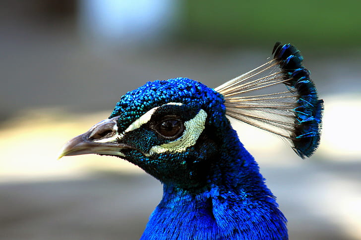 close up photo of blue peacock, peacock, close-up, up  close, close up, photo, blue peacock, beautiful, crown, blue  bird, profile, stare, sideways, beak, navy, nature, beauty, gaze, eye, glance, look, peacock, bird, feather, animal, wildlife, multi Colored, blue, male Animal, HD wallpaper