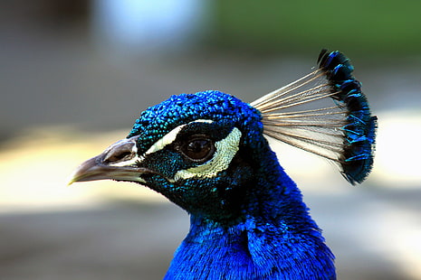 close up photo of blue peacock, peacock, close-up, up  close, close up, photo, blue peacock, beautiful, crown, blue  bird, profile, stare, sideways, beak, navy, nature, beauty, gaze, eye, glance, look, peacock, bird, feather, animal, wildlife, multi Colored, blue, male Animal, HD wallpaper HD wallpaper