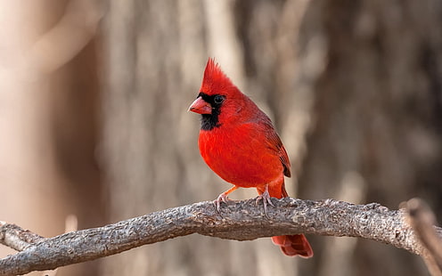naturaleza, animales, pájaros, cardenales, Fondo de pantalla HD HD wallpaper